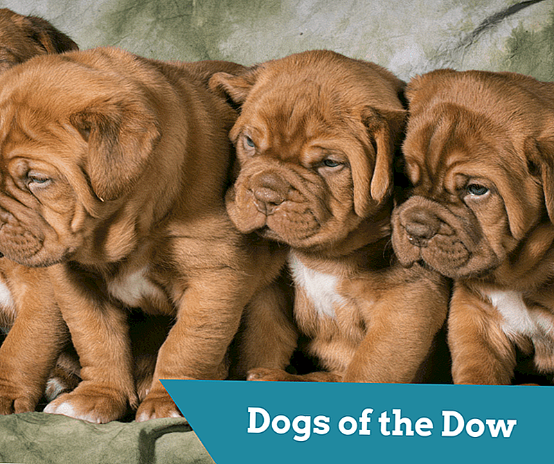 Dogs of The Dow: Är denna strategi en vinnare?