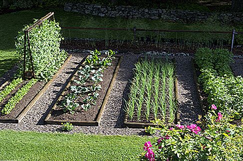 5 motivi per piantare un giardino quest'anno