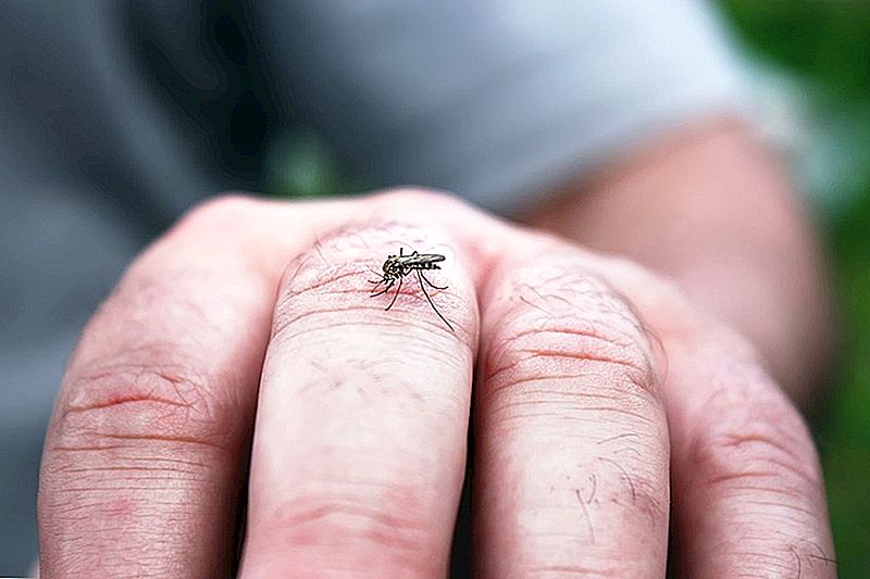 Les maladies graves des piqûres d'insecte sont en hausse. Voici comment vous protéger