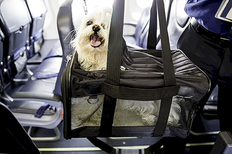 Ecco cosa devi sapere sul volo con animali di supporto o di servizio