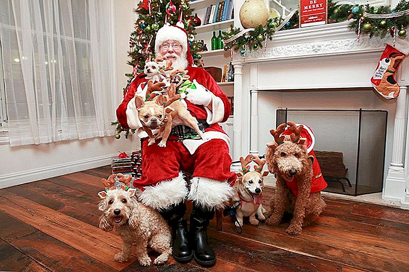 Siin on millal minna PetSmartisse, et saada oma lemmiklooma tasuta foto Santa-ga