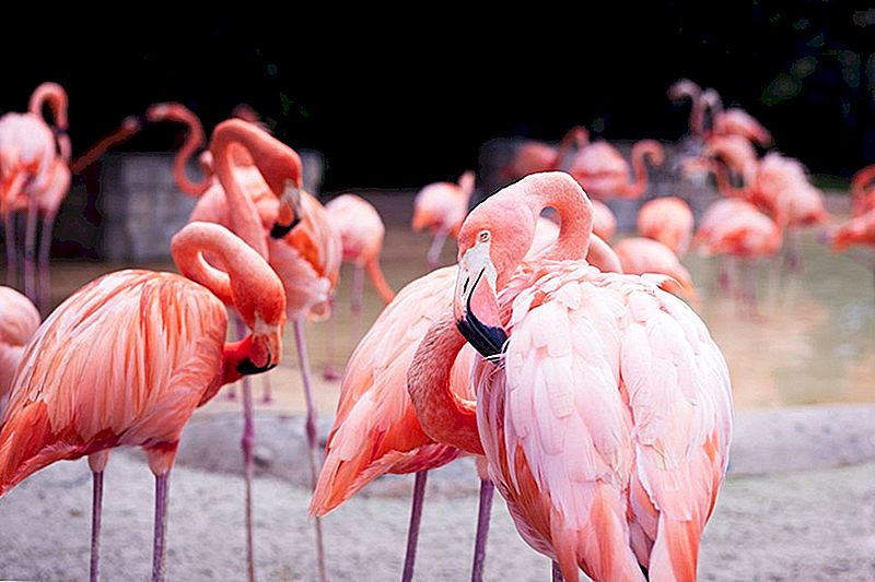 Dette feriested i Bahamas vil betale dig at slappe af med Flamingos hele dagen