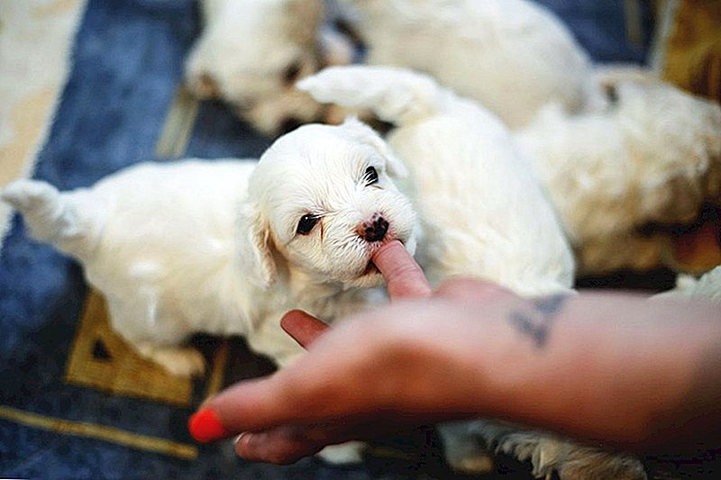 Nejlepší zdravé plemena psů: Přijměte jednu z těchto šetření na budoucí účty pro veterináře