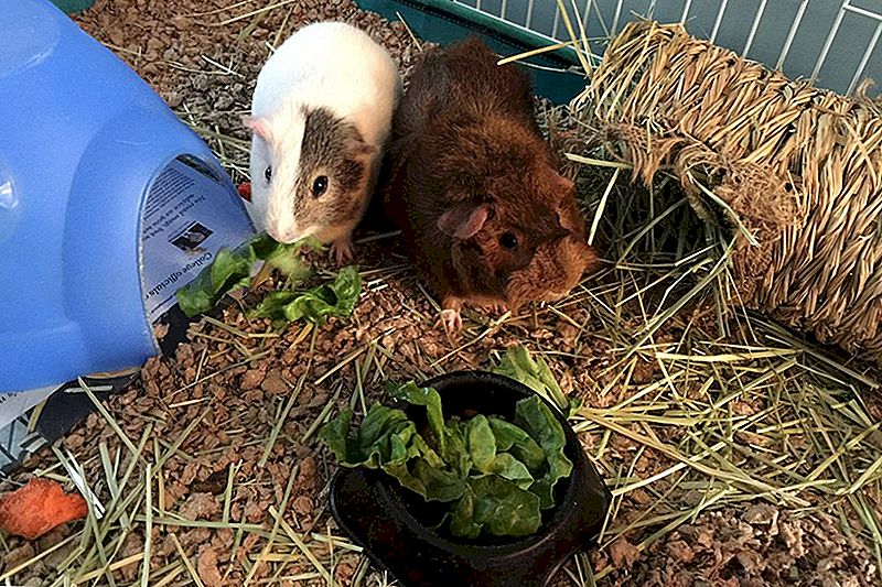Ušetřete na Pet Guinea Pig Supplies s DIY Know-How a Smart Shopping
