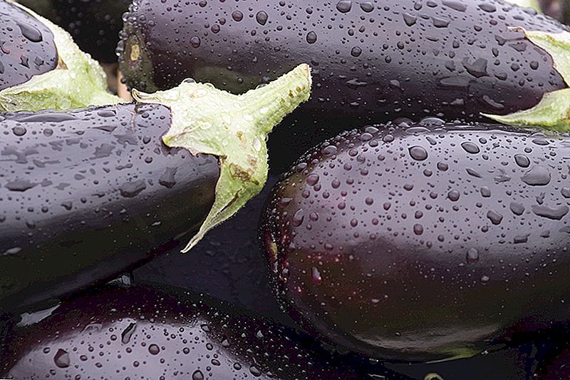 L'aubergine est une alternative délicieuse à la viande si vous savez comment la cuisiner correctement
