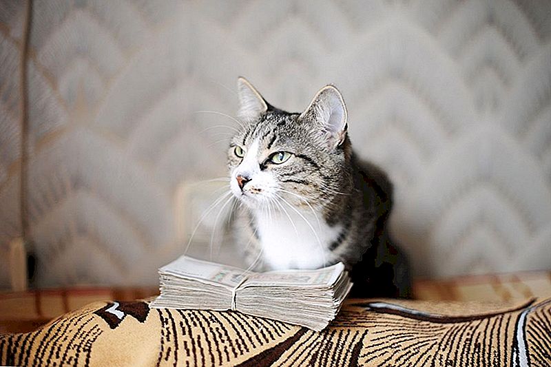 Kitties Ini Adalah Jalan Purr-fect untuk Mengajar Anda Kewangan Peribadi