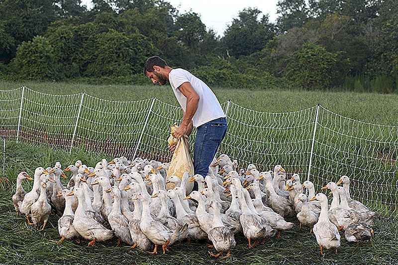 このカップルは、3人の娘、2匹の犬、そして2,000人の鶏を飼っています