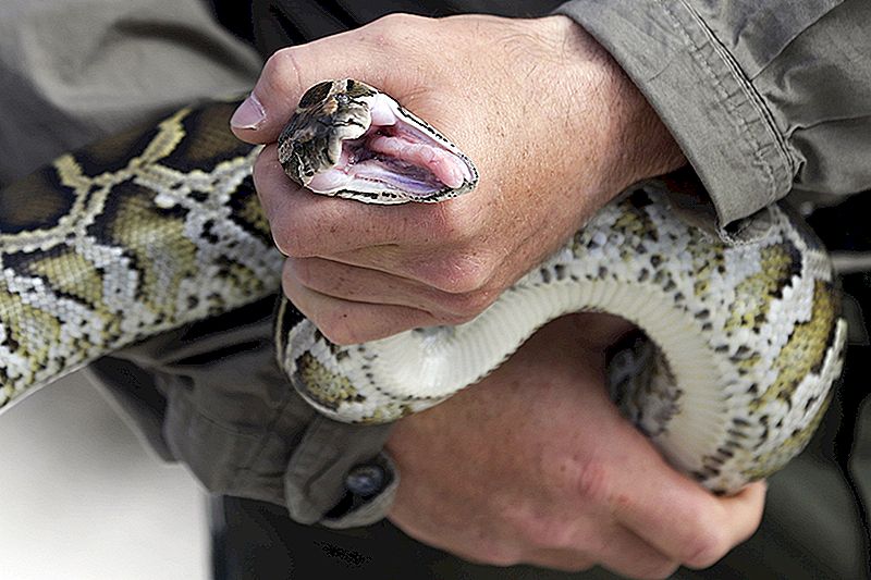 Dammi un serpente! Python Hunting Gig paga $ 8,10 / ora più bonus