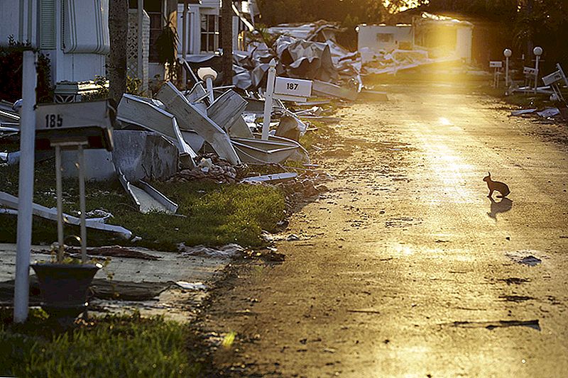 Irma un Harvejs ir mirušie, taču finansiālā katastrofa viņu dzīvē ir dzīvs