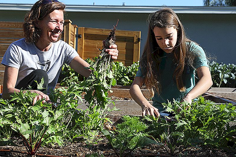 Z trávníku na stůl: Tato nezisková organizace vám pomůže vyrůst vegetariáni ve vašem dvoře