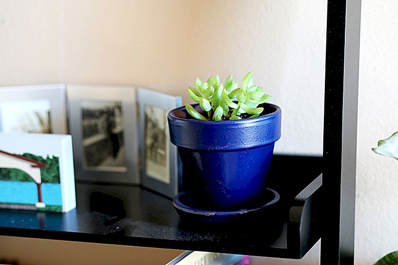 Come aggiungere piante d'appartamento al tuo arredamento di casa senza spendere una fortuna