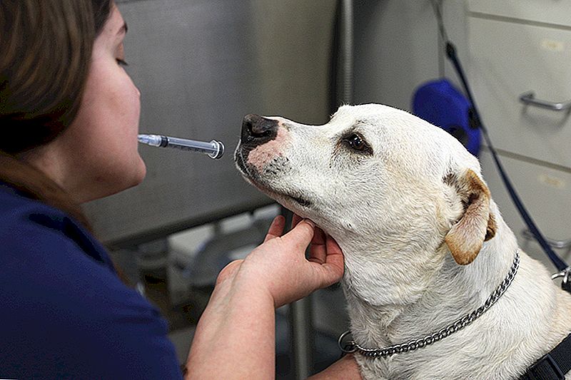 Preoccupato non puoi permetterti il ​​veterinario? L'assicurazione dell'animale domestico potrebbe essere la risposta