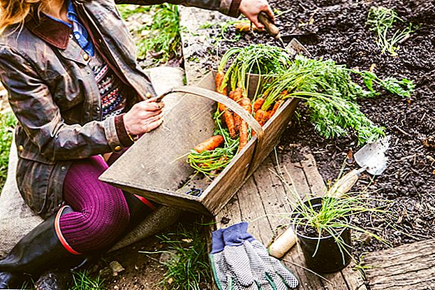 Votre pouce vert peut vous aider à économiser de l'argent: Comment faire pour démarrer un jardin Backyard