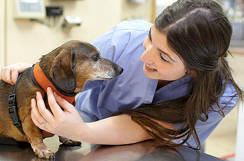 Proprietari di cani e gatti, segna un controllo veterinario gratuito e maggiori diritti di scodinzolante
