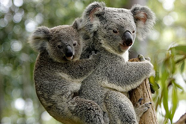 Vēlaties sadodēties ar Koalas? Šis puisis atdod savu savvaļas dzīvnieku svētku vietu