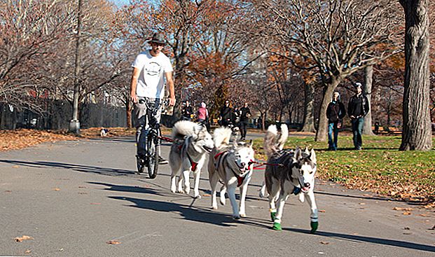 Tento Guy popruhy psů k sobě v NYC a vyrobil $ 36K za 9 měsíců