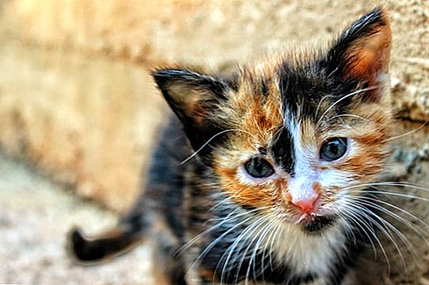 Pencinta Haiwan, Dapatkan Pasport Anda: Kafe ini Menyewa Cat Nanny