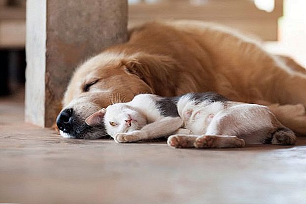 Imate li bolestan pas ili mačka? Ovaj vlasnik kućnog ljubimca dobio je liječenje pasa za - i pomogao ostalim životinjama u isto vrijeme