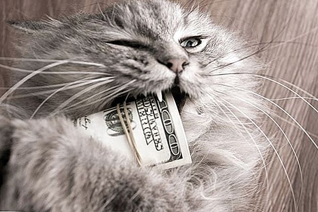 Koliko košta mačka? 6 Putevi Ova Thrifty Lady mačka štedi novac