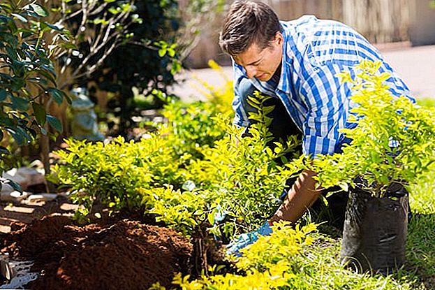 Wang Boleh Tumbuh Pokok: Bagaimana Saya Membuat $ 1,200 di Backyard Ibu Bapa saya