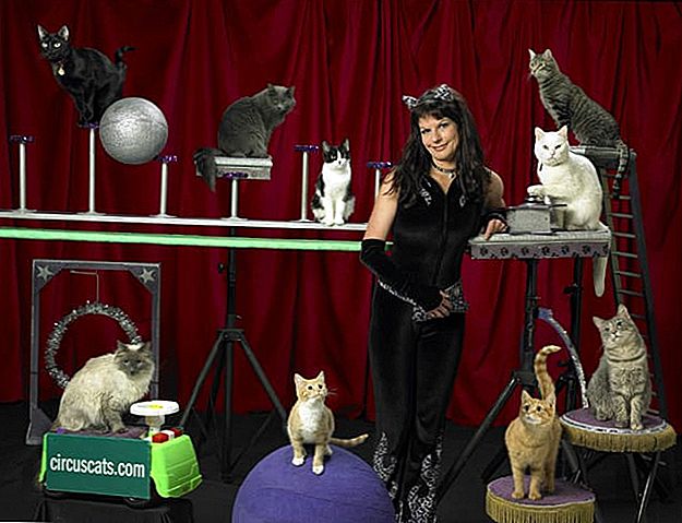 Kør væk og kom med i Cat Circus: Nej, virkelig, de ansætter