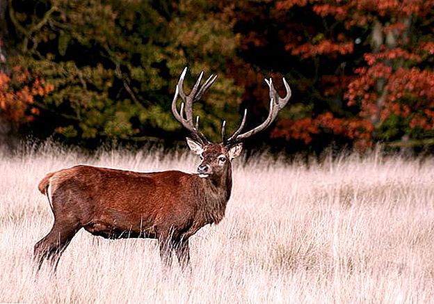 Izbaudi pastaigas mežā? Lūk, kā atrast un pārdot Deer Antlers