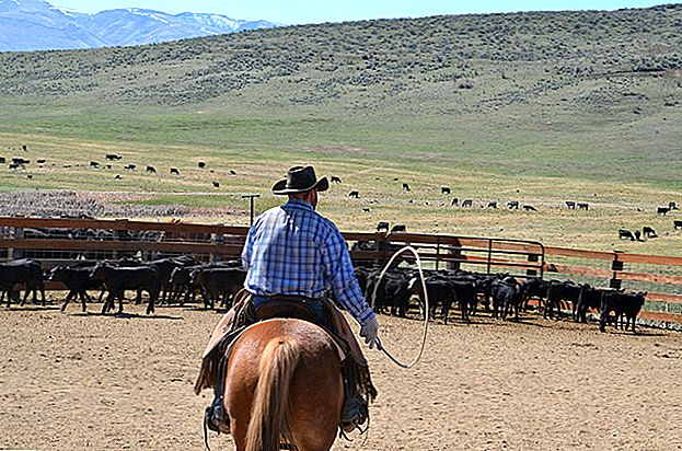 Saņemiet samaksu par kovboju Šovasar: pieteikties šajās rančo darba vietās