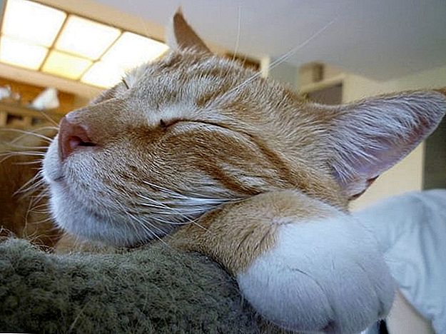 Kærlighedskatte? DogVacay's New Cat-Sitting Service kan hjælpe dig med at tjene $ 20 om dagen