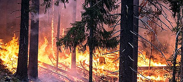 Napravite $ 40,000 u roku od 6 mjeseci bez kolegija: Postanite šumski vatrogasac