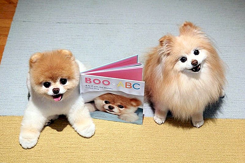 Mød Boo, Tunfisk og Manny: Hunde indbetaler på Social Media Fame