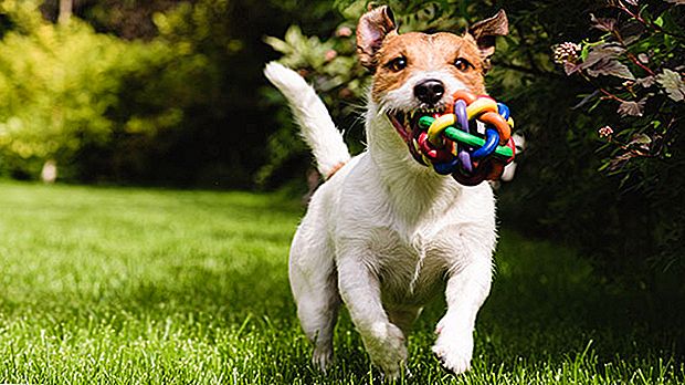 Mettez votre chien au travail: Comment trouver Fido un emploi en tant que testeur de jouets pour chiens