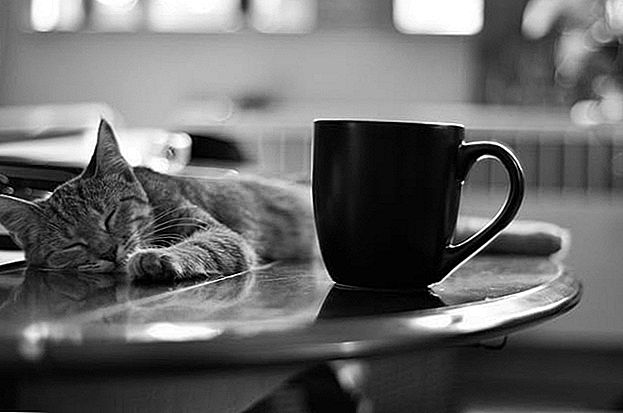 Trend životinjskog kaosa: Što trebate znati prije pokretanja mačje kafića