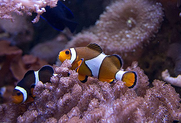Vuoi prendersi cura di Nemo? Valuta di diventare un medico di pesci