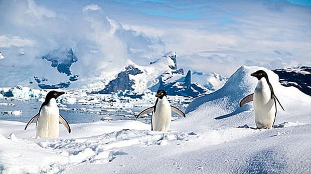 Vous voulez travailler en Antarctique et vivre avec des pingouins? Postuler d'ici vendredi