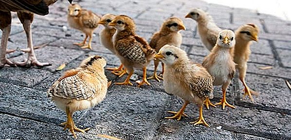 Weird Business Idea: Tjen penge udlejning af kyllinger